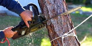 Best Tree Health Inspection  in Stamford, TX