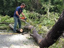 Best Fruit Tree Pruning  in Stamford, TX