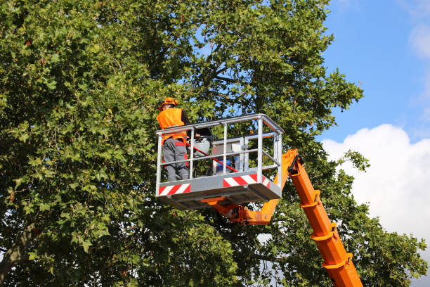 Best Emergency Tree Removal  in Stamford, TX