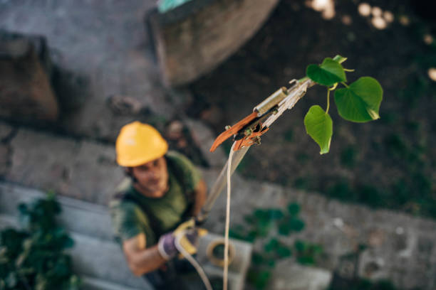 Best Utility Line Clearance  in Stamford, TX