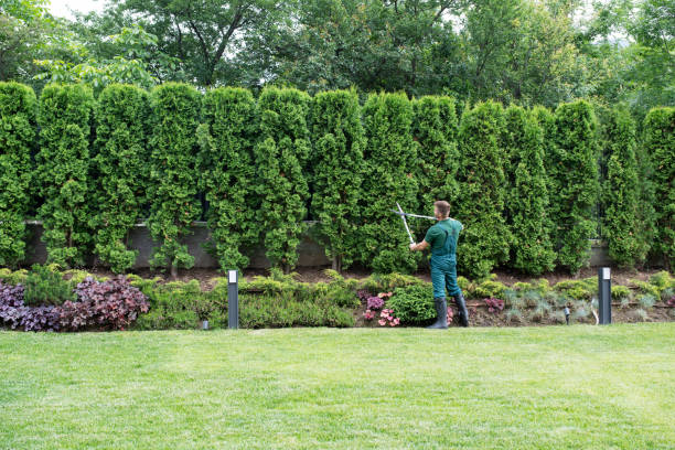 Best Tree Mulching Services  in Stamford, TX