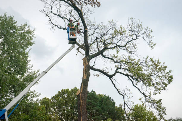 Best Tree Removal Service  in Stamford, TX