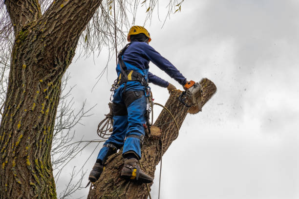 Best Hazardous Tree Removal  in Stamford, TX