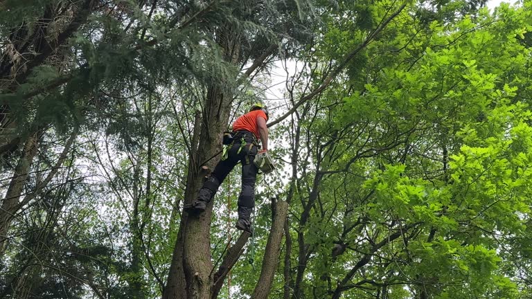 Tree and Shrub Care in Stamford, TX