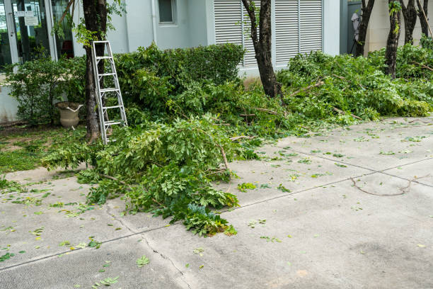 Best Tree Risk Assessment  in Stamford, TX