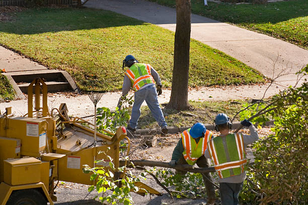 Professional  Tree Services in Stamford, TX