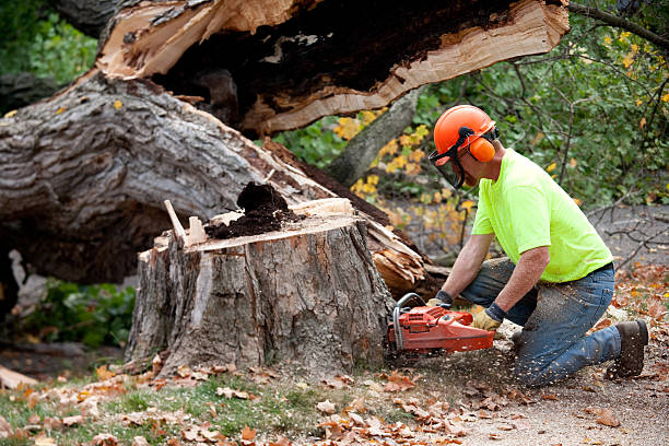 Best Tree Preservation Services  in Stamford, TX