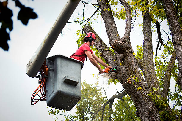 Best Tree Removal Service  in Stamford, TX