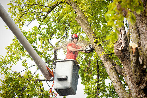 Best Tree Maintenance Programs  in Stamford, TX